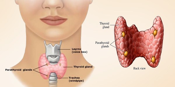 Cupping for Thyroid Health